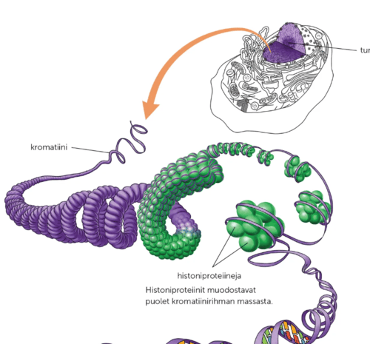 <p>Pallomaisia proteiineja, joiden ympärille DNA-molekyyli kietoutuu</p><p>-Tumallisten eliöiden DNA on sitoutuneena kromosomeissa näihin</p>