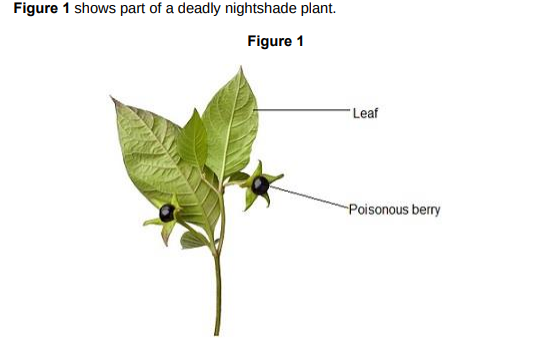 <p>How will the poisonous berries help the deadly nightshade plant to survive?(1)</p>