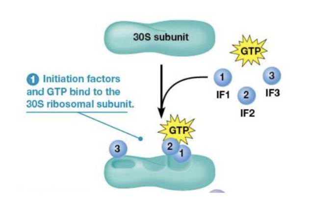 <p>bind to the small (30S) ribosomal subunit</p>