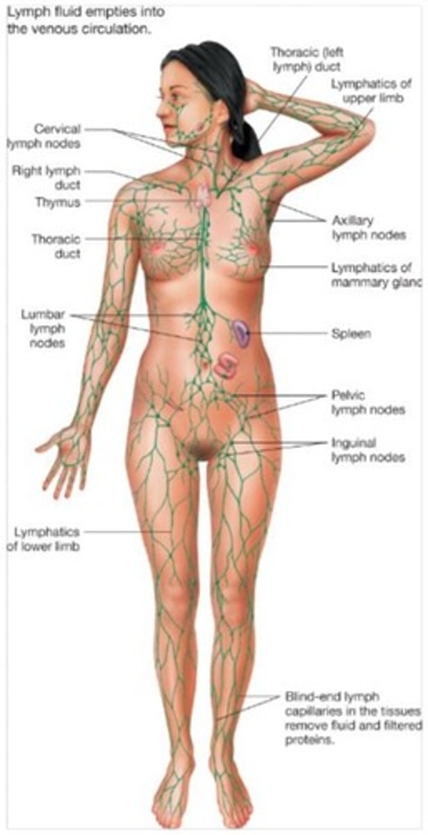 <p>It returns fluid and proteins to the circulatory system, picks up fats from the digestive tract, and filters pathogens.</p>