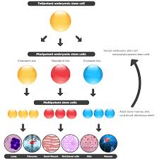 <p>Cells have the ability to divide to generate the organism </p><p>Examples: embryo itself and extraembryonic tissues like the placenta</p>