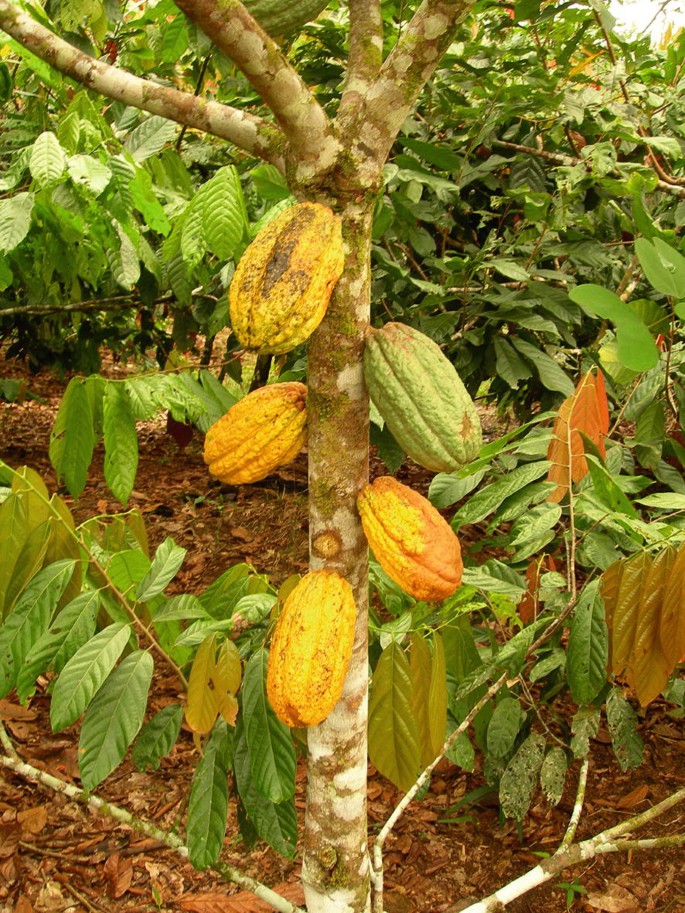 <p>Biological Origin:<strong> Theobroma cacao L. (Malvaceae)</strong></p><p>Common Name:<strong> Cacao, Kakaw</strong></p><p>Part used: <strong><u>Root</u>, Seeds (oil/butter)</strong></p><p>Medicinal use:</p><p>Root</p><p><strong>● <u>Emmenagogue</u> (promotes menstrual flow), ● ecbolic (promotes pregnancy labor)</strong></p><p>Seeds</p><p><strong>● emollient, ● diuretic</strong></p><p>Secondary metabolites:</p><p><strong>Leaves and seed: ● <u>theobromine</u>, ●<u> caffeine </u>●<u>theophylline (to relax bronchial muscles)</u></strong></p>