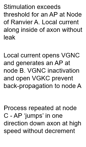 <p>same pic as unmyelinated conduction</p>