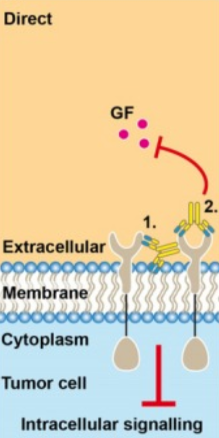 <p>What is direct cell death in monoclonal antibody therapy?</p>