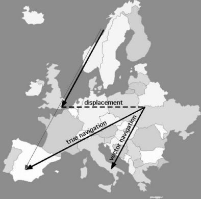 <p><span><strong><span>Vector navigation in migration</span></strong></span></p>