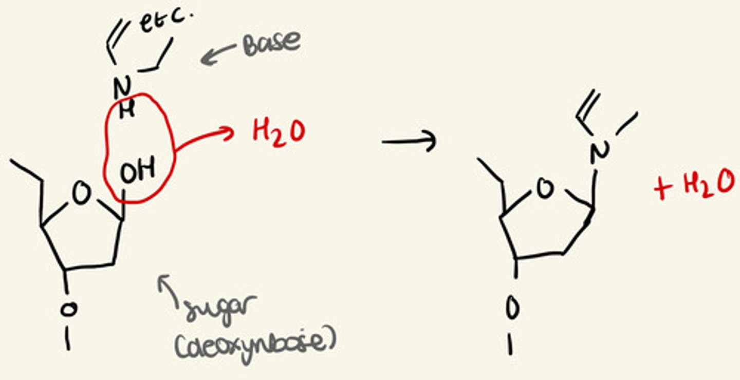 <p>condensation reaction<br>-OH group is eliminated from the sugar to join to an NH group of a base, <br>water is also lost</p>