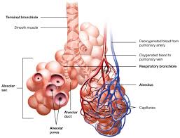 <p>occurs at alveoli (which interface with capillary beds. fed from pulmonary arteries and pulmonary veins)</p><ul><li><p>alveoli result in a large amt of surface area and allows for efficient exchange of O2 and CO2</p><ul><li><p>O2 diffuses from high → low conc through thin cell membrane to RBCs of vascular capillary bed</p></li></ul></li></ul><p></p>
