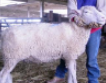 <p>small ruminant restraint #2</p>