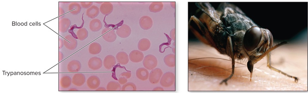 <p><em>Trypanosoma </em></p>