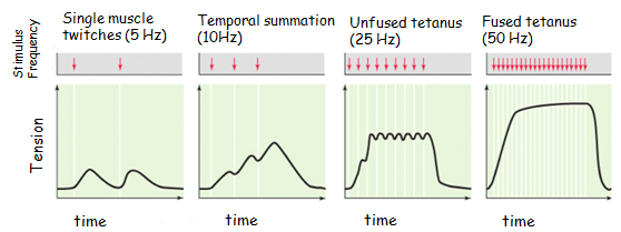 no relaxation between contractions