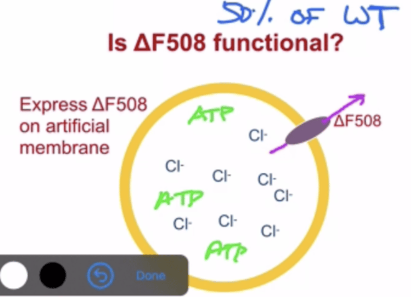 <p>-Delta F508 is still functional and pumps protein to an efficiency rate of about 50%</p><p>-This was proven in a lab by creating an artificial membrane: filled with Cl- ion solution, deltaF508 and ATP for the Cl- pump to work</p><p>-by doing this we could see that the Cl- pump still worked to a 50% efficiency rate and changed the Cl- concentration inside this artificial membrane (because Cl- got transported out by the mutated CFTR)</p><p>-this again proves that the reason for cystic fibrosis is that CFTR does not get transported to the plasma membrane, not that it fully stops functioning</p>