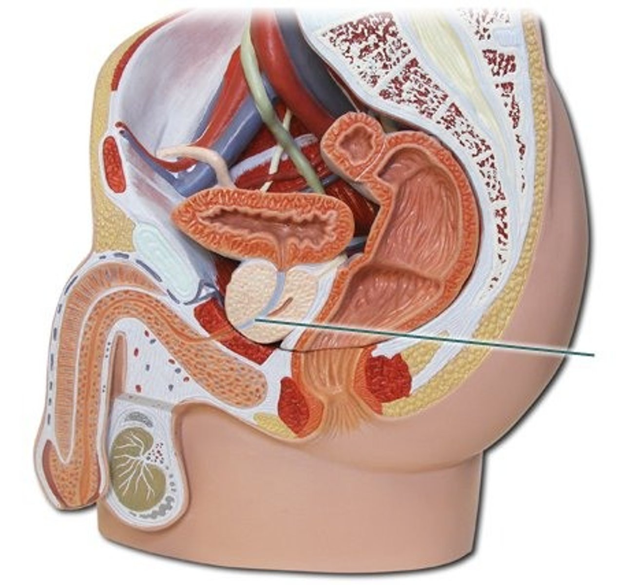 <p>One of the glands that produces the fluid in semen</p>