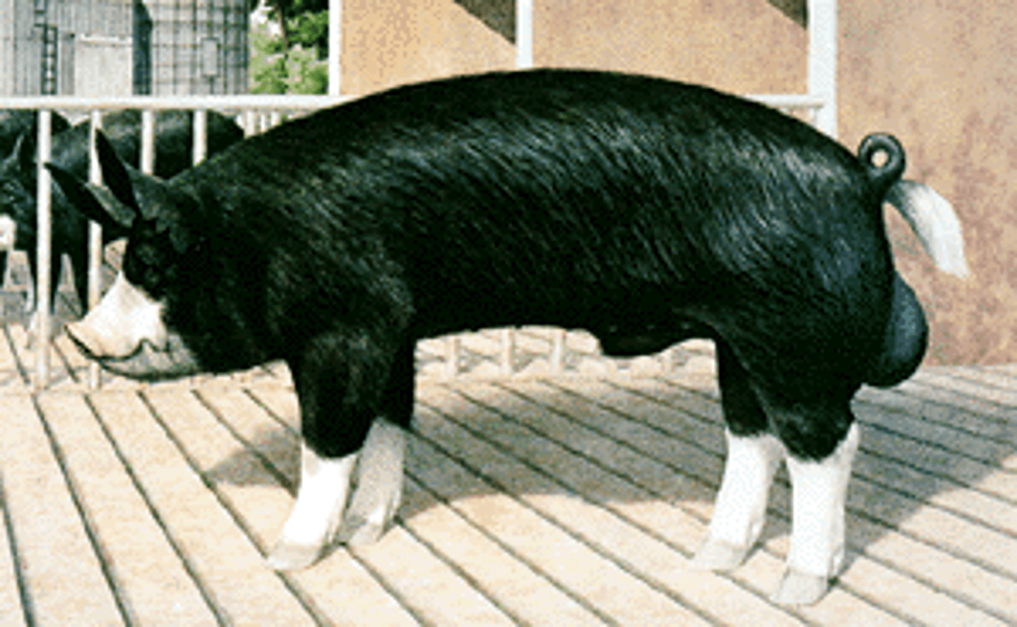 <p>Originated in England, black with white legs, snout and switch, once kept at Buckingham Palace, known for producing high quality meats, erect ears.</p>