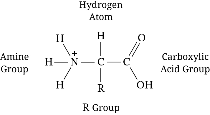 <p>Which of the following amino acid components shown in Figure 1 best determines the interaction between an embedded protein and the hydrophobic regions of the cell membrane?</p>