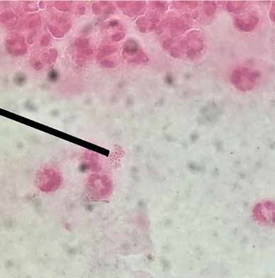<p>Identify the representative organism.</p>