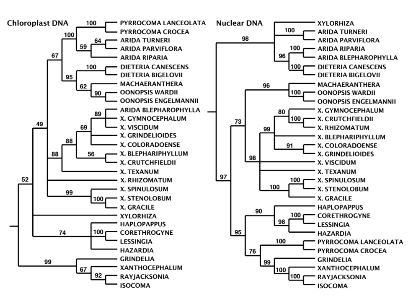 <p>what two species may have reticulate evolution in these phylogenies? if it is multiple just put the first letter </p><p></p><p>remember to see which species group with what </p>