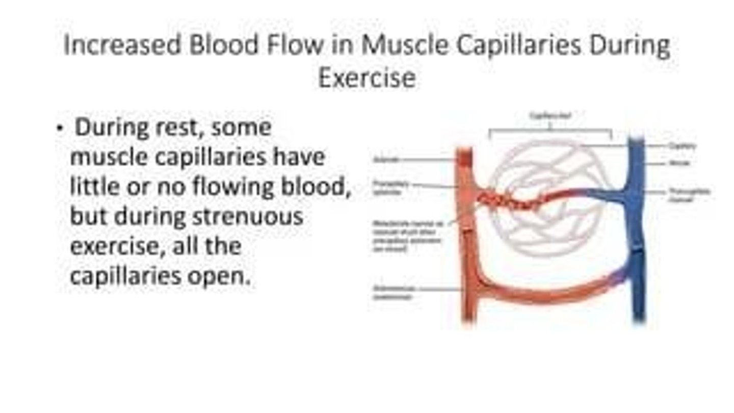 <p>Muscle cell membrane surrounding muscle fibers.</p>
