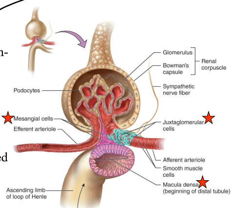 <p>mechano-, blood pressure</p>