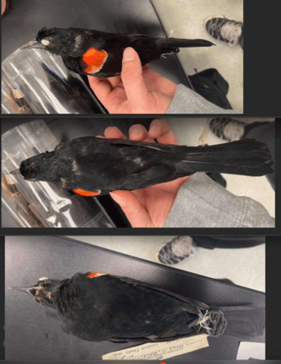 <p>DIET</p><p>-Mainly carnivorous</p><p>-grain and weed seeds.</p><p>---------------------------</p><p>BEAK</p><p>- slender</p><p>- conical bill</p><p>---------------------------</p><p>FOOT MORPHOLOGY</p><p>- Anisodactyl</p>