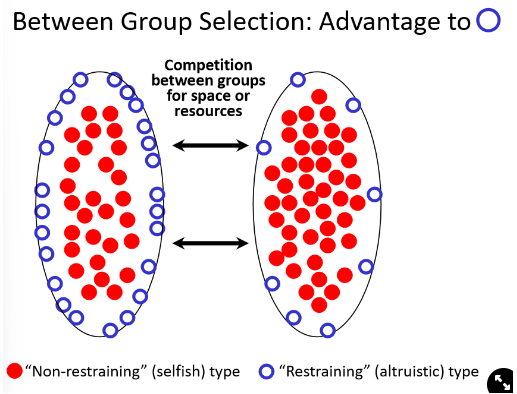 <ul><li><p>two different groups compete for space/resources </p><p><strong>→ the group with more blue individuals has the advantage as they have more defenders</strong></p></li></ul>