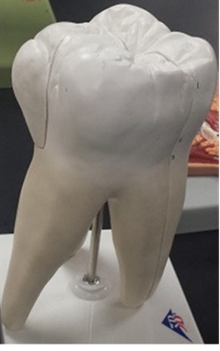 <p>What tooth is this and its function?</p>
