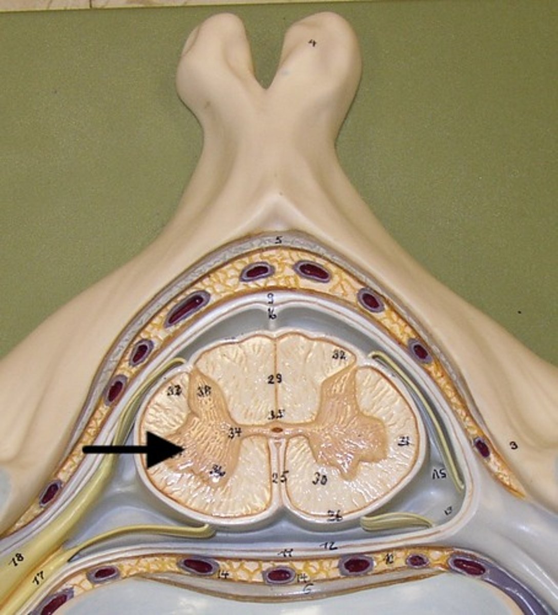 <p>(only in thoracic and lumbar regions) <br>- sympathetic neurons</p>