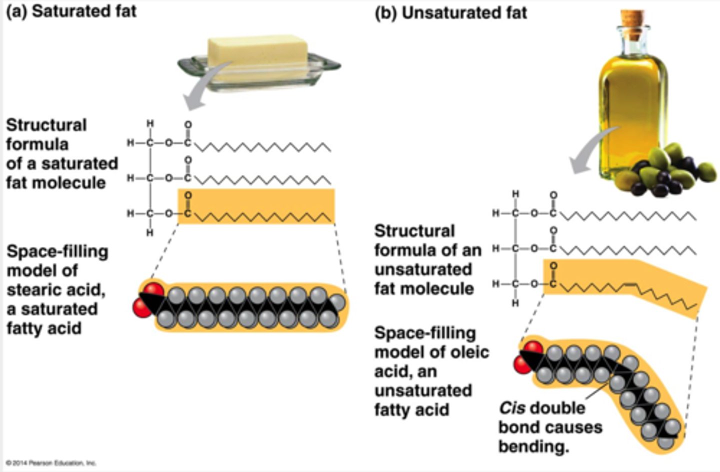 <p>cis double bonds; liquids</p><p>The terms saturated fats and unsaturated fats are commonly used in the context of nutrition. These terms refer to the structure of the hydrocarbon chains of the fatty acids. If there are no double bonds between carbon atoms composing a chain, then as many hydrogen atoms as possible are bonded to the carbon skeleton. Such a structure is said to be saturated with hydrogen, and the resulting fatty acid is therefore called a saturated fatty acid.</p><p>An unsaturated fatty acid has one or more double bonds, with one fewer hydrogen atom on each double-bonded carbon. Nearly all double bonds in naturally occurring fatty acids are cis double bonds, which cause a kink in the hydrocarbon chain wherever they occur.</p>