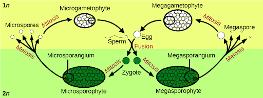 <p>a pattern of reproduction occurring in the life cycles of lower plants. the generations are alternately sexual and asexual (as in ferns)</p>