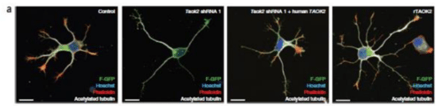 <p>Neuronen werden gekweekt en in de ene werd TAOK2 uitschakeld dmv shRNA<br>Resultaat: formatie van dendrieten sterk verminderd</p>