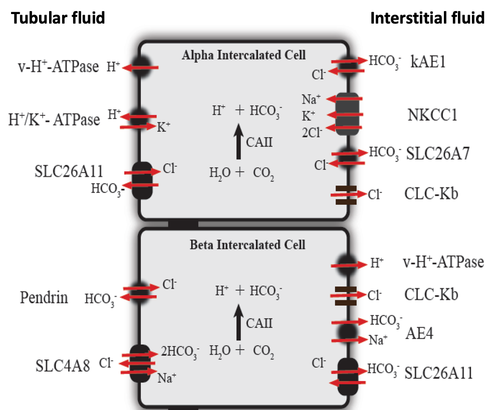 <p>occurs in distal tubule + collecting duct</p><p>Alpha intercalated cells (acid secreting) and beta intercalated cells (base secreting) possess sensors for biocarbonate, CO<sub>2</sub> or proton conc</p><p>signals from sensors modulate, expression, abundance or activity of these cells under hormonal control. </p>