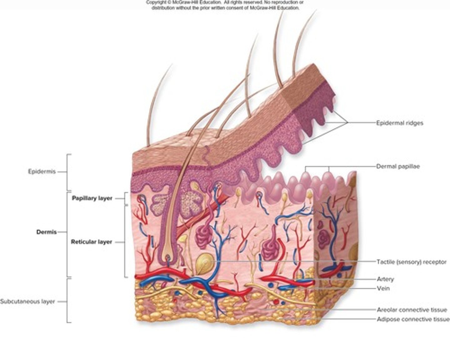 <p>Subcutaneous layer deep to skin, not part of skin but shares some functions, mostly adipose tissue that absorbs shock and insulates.</p>