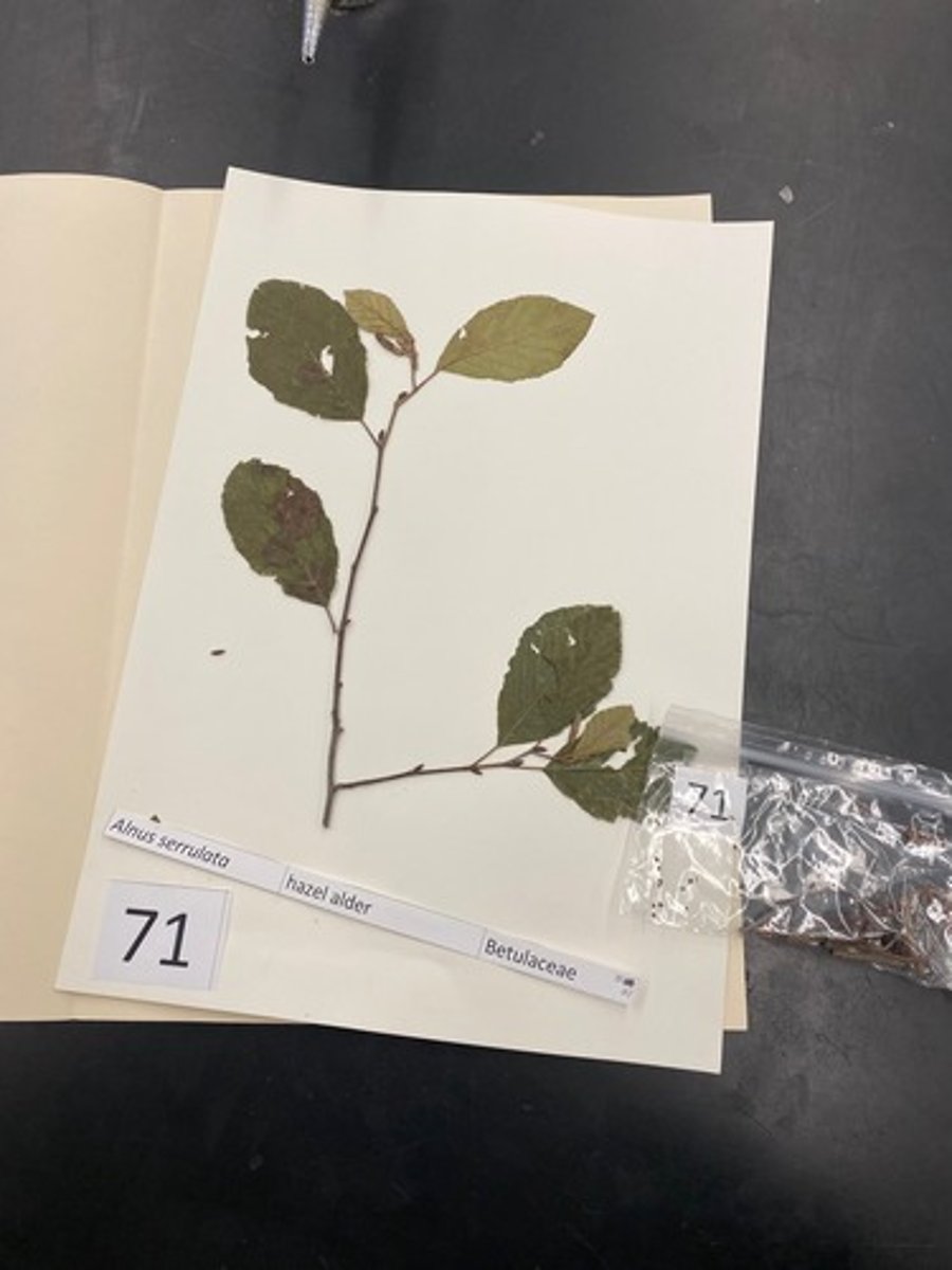 <p>Alnus serrulata (Betulaceae)</p>