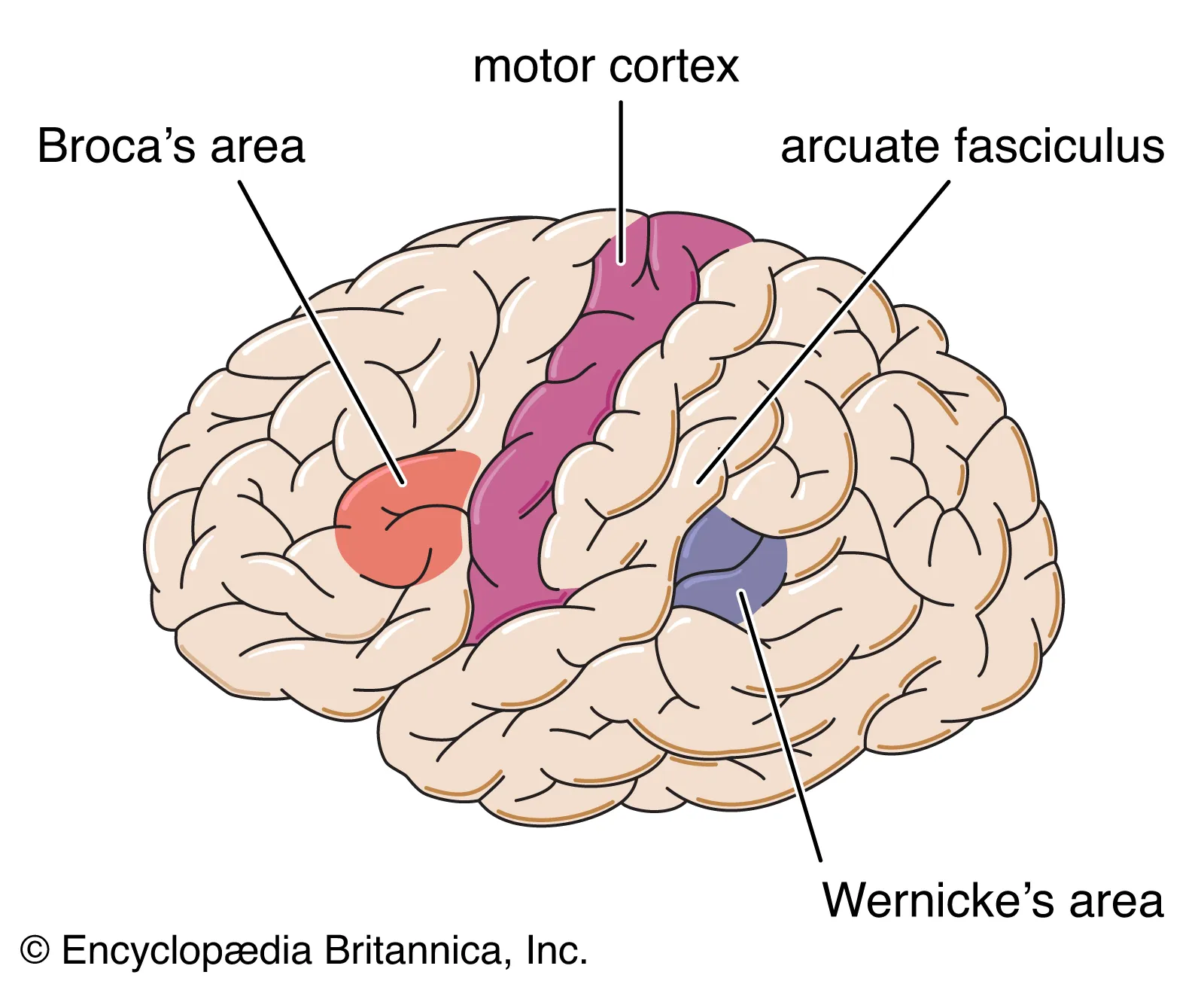 <p>Language production has been linked with which 2 areas of the brain?</p>