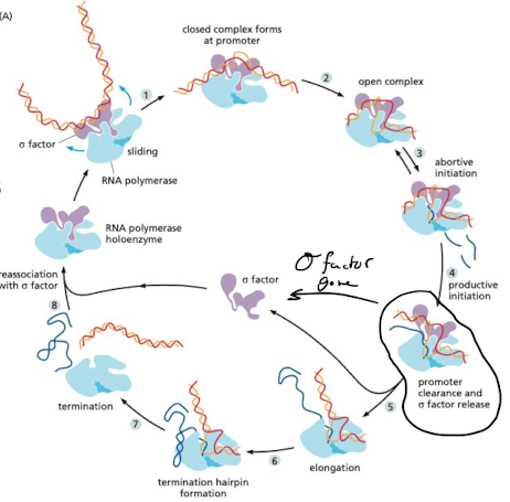 
1. RNA pol holoenzyme finds promoter (sigma factor)
2. RNA polymerase holoenzyme forms transcription bubble at promoter
3. abortive initiation
4. promoter is cleared and sigma factor is released
5. elongation
6. termination → formation of hairpin at terminal signal (AT rich region)