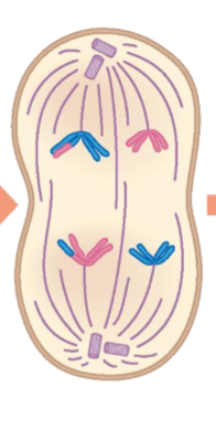 <p>Homologous chromosomes separate to opposite poles of the cell</p>