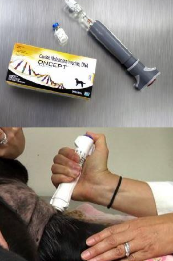 <p>Xenogenic DNA</p>