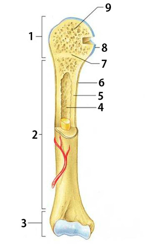 <p>The area of the long bone that contains red marrow for an adult is labeled as number ____.</p>