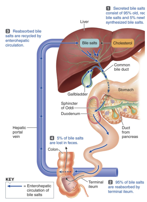 <p><span><span>used bile salts get reabsorbed and recycled back to the liver with some ending up in the large intestine and being excreted</span></span></p><ul><li><p><span style="color: rgb(255, 255, 255);"><span>~95% of bile salts are reabsorbed in the distal small intestine and carried to the liver</span></span></p></li></ul><p></p>