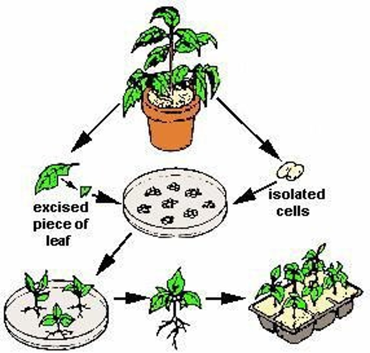 <p>The techniques of growing plant cells, tissues, organs, seeds or other plant parts in a sterile environment on a nutrient medium.</p>