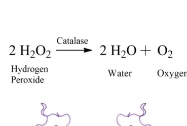 <p>&nbsp;Catalase test</p>