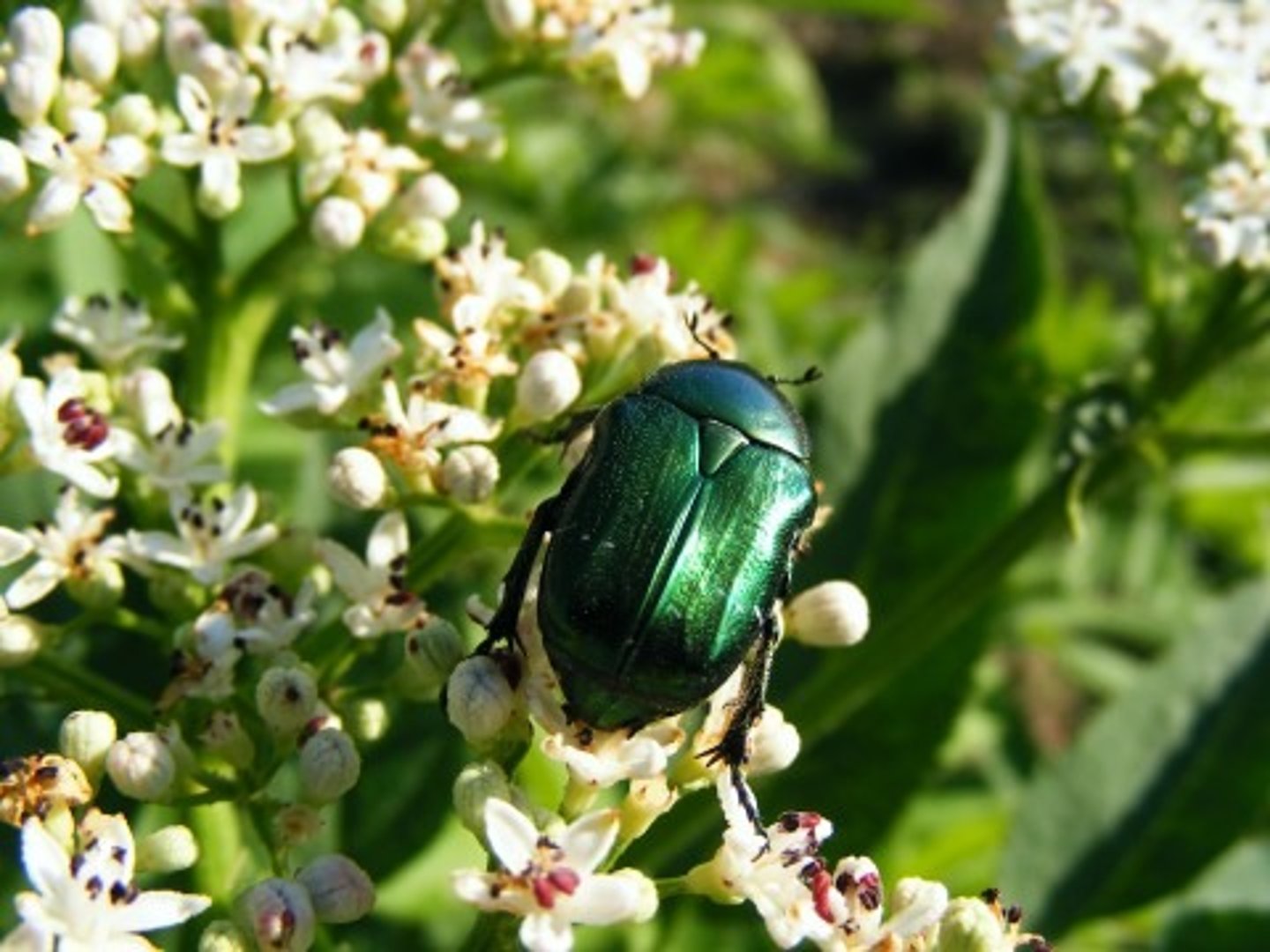 <p>Beetle family</p>