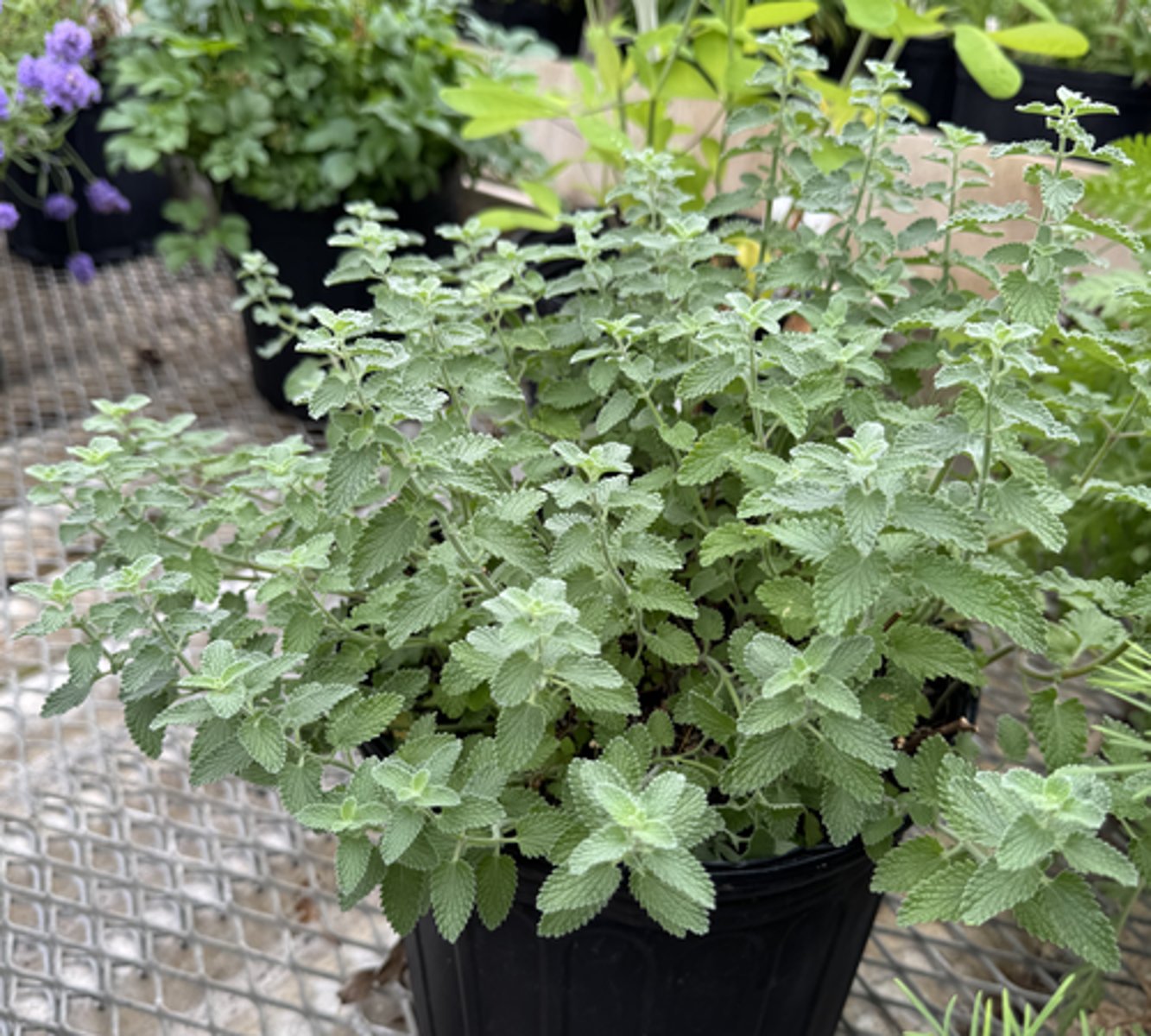 <p>What is the Latin name for this plant?</p>