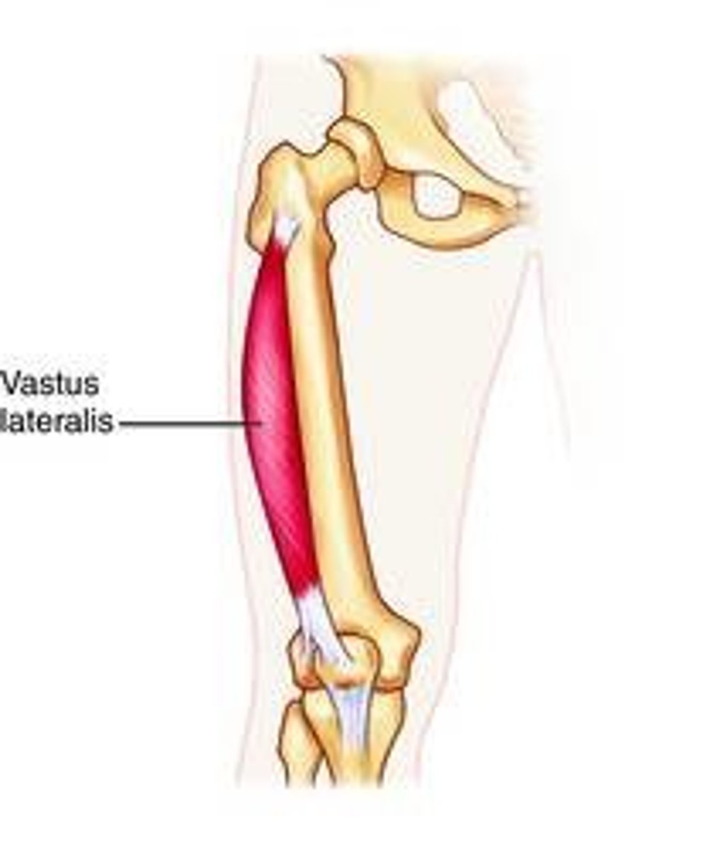 <p>1. great tochanter</p><p>2. gluteal tuberosity</p><p>3. linea aspera of femur</p>
