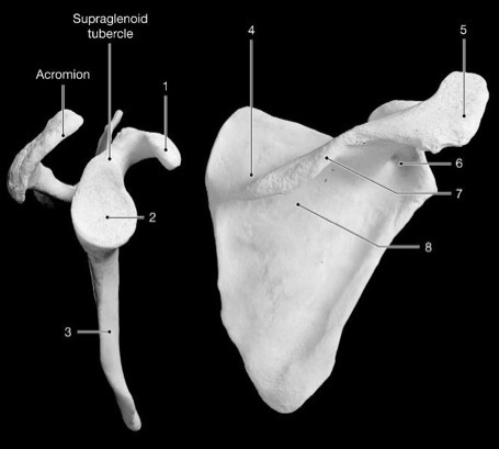 <p>What is pointed to on the scapula above for #2, #7, and #5?</p>