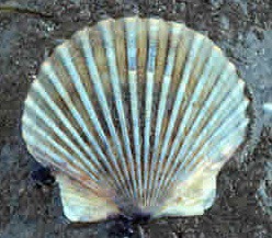 <p>Argopecten irradians</p>