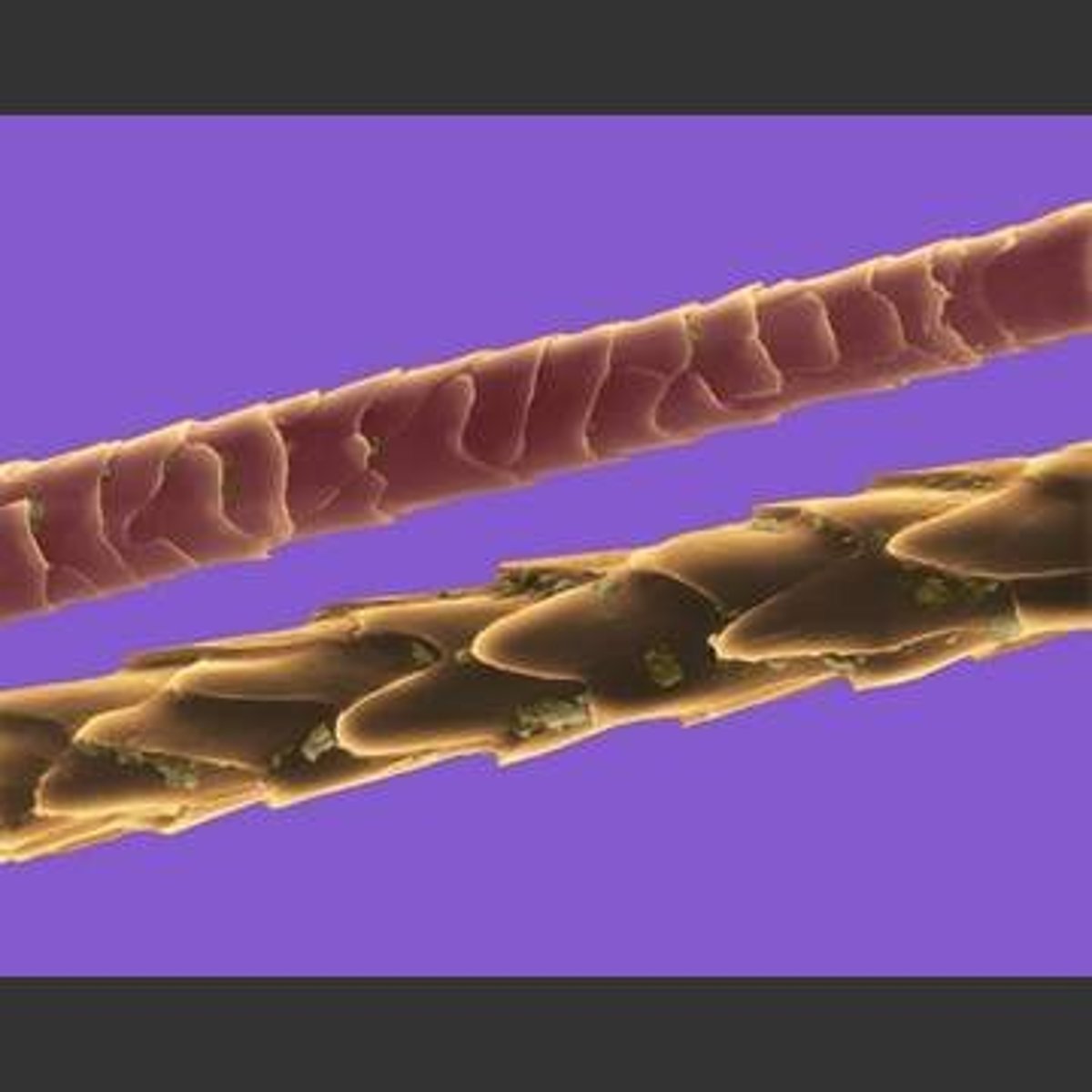 <p>- usually finer than dog or human hair</p><p>- medulla is thick, discontinuous or ladder pattern</p><p>spinous-scaled cuticle very visible - looks like palm tree</p>