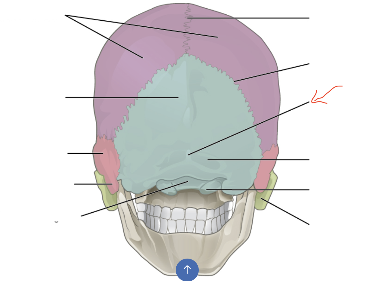 <p>The bump on posterior side</p>