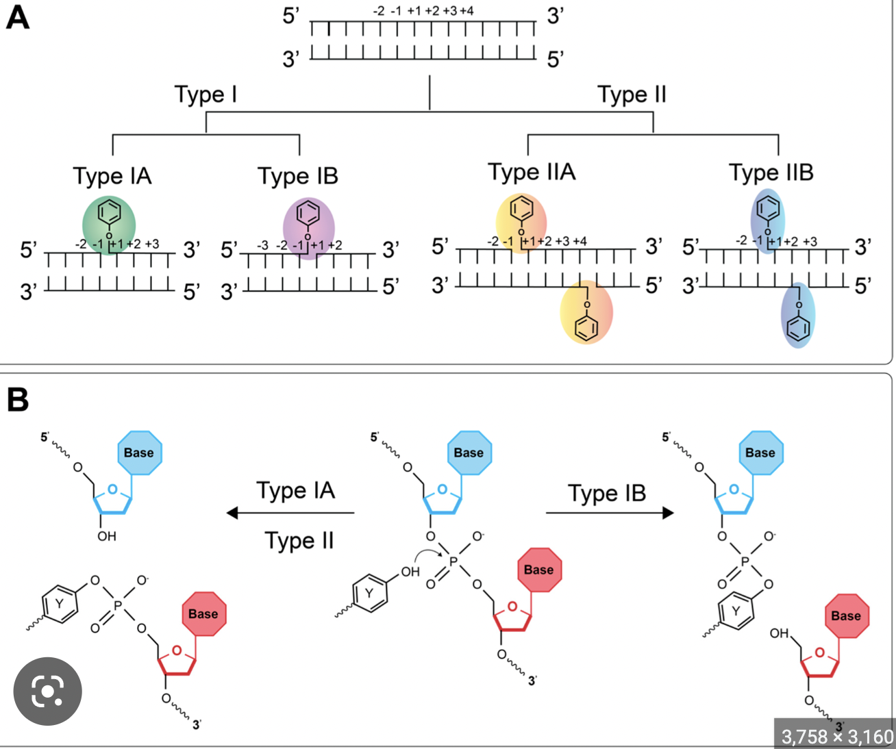 Type IA Topoisomerase