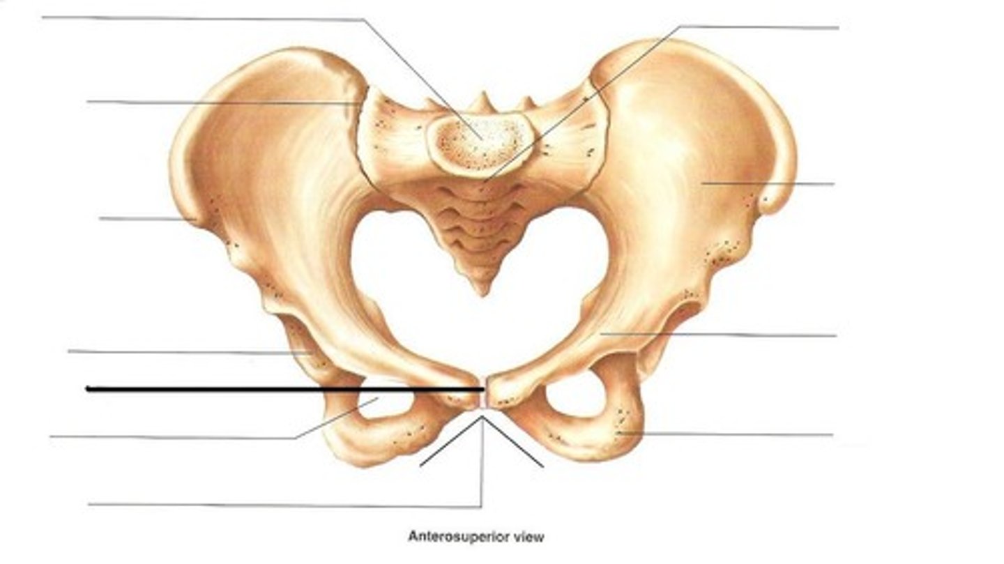 <p>held by fibrocartilage (pelvic bones)</p>