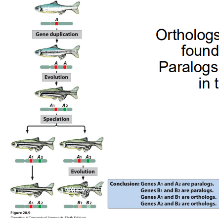 <p><strong>Homologous- </strong>genes that are evolutionarily related</p><p><strong>Orthologs-</strong> homologous genes in different species</p><p><strong>Paralogs-</strong> homologous genes arising by duplication in SAME organism</p>